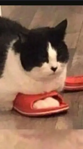 ai character: «Gato lirili🩴» background