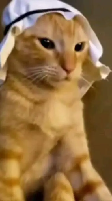 ai character: «Gato árabe🟩» background