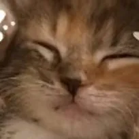 chat with ai character: kitchen