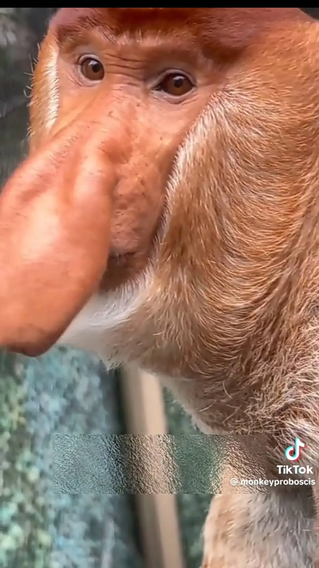 Talkie AI - Chat with proboscis monkey