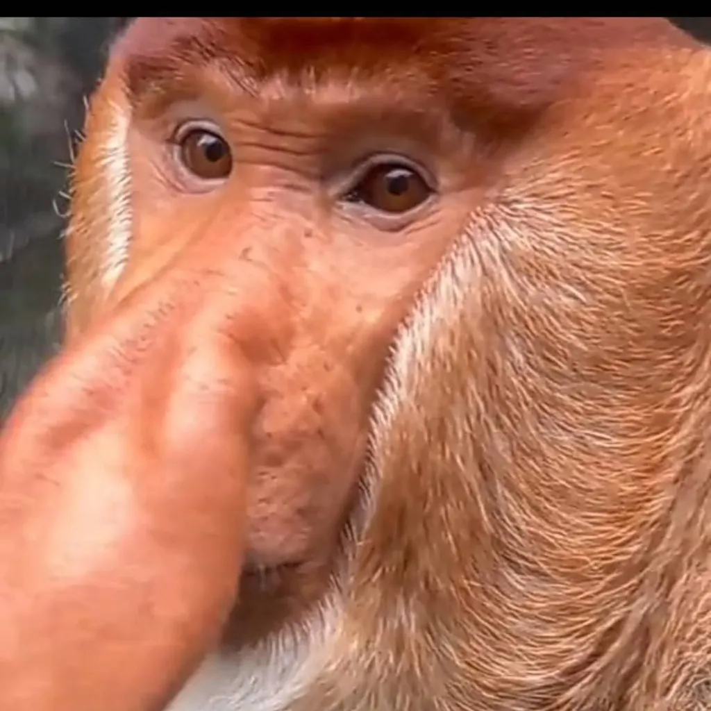 chat with ai character: proboscis monkey