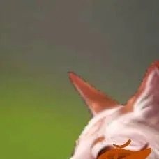 chat with ai character: Wildcraft heater