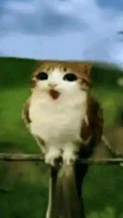 ai character: warrior cats?  background