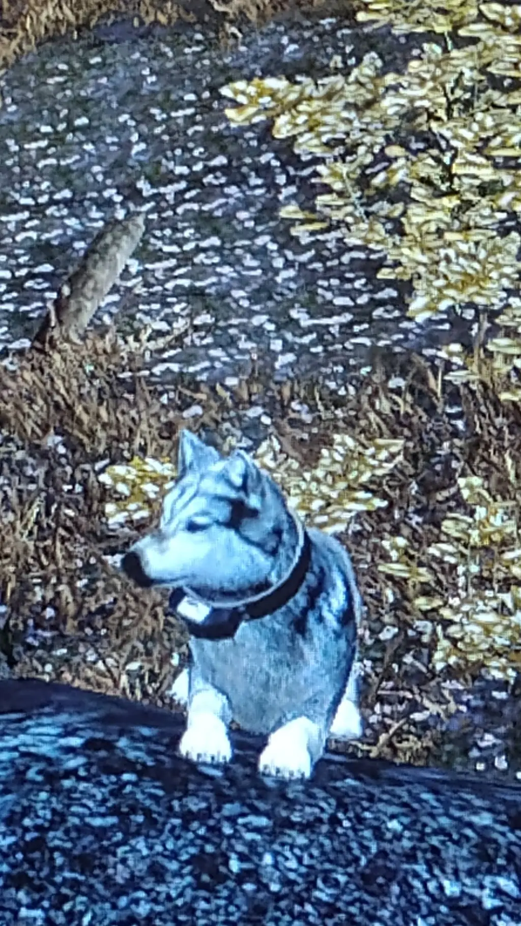 ai character: wolfquest background