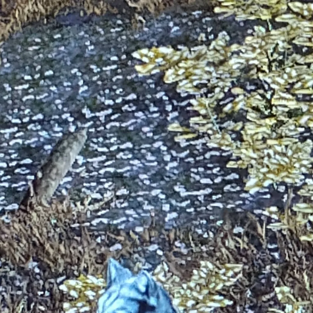 chat with ai character: wolfquest