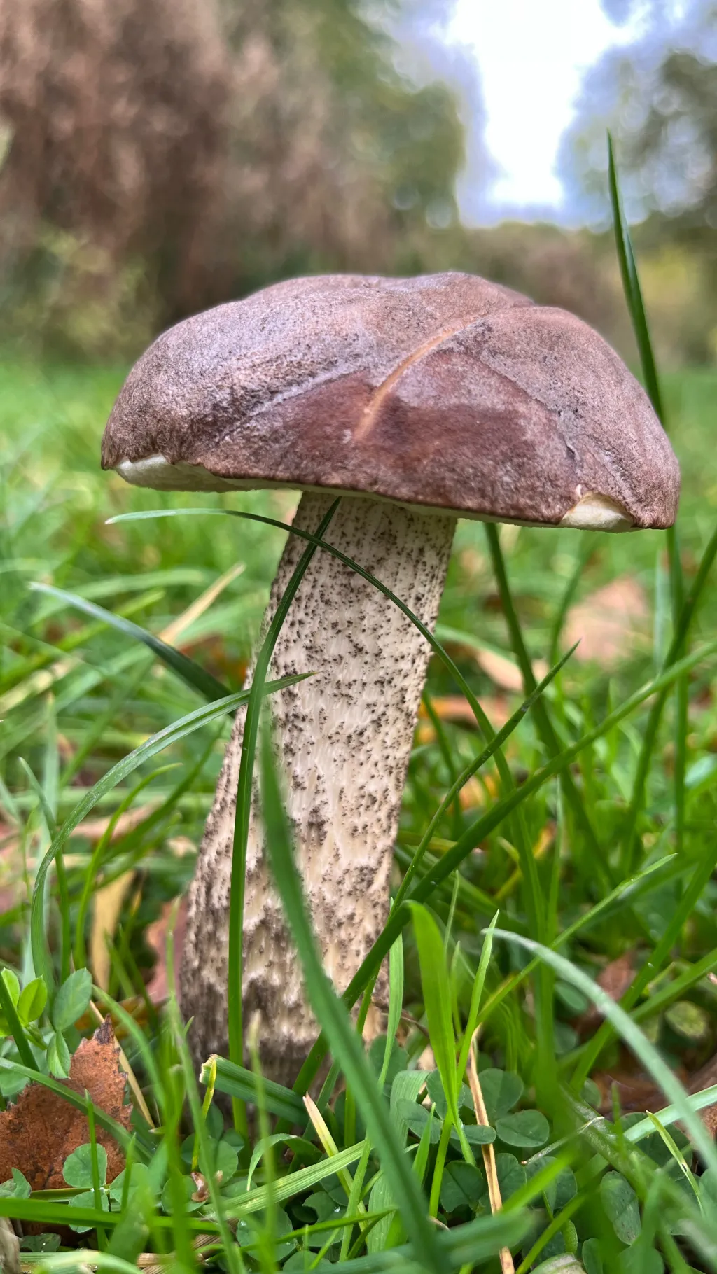 ai character: Xavier  background