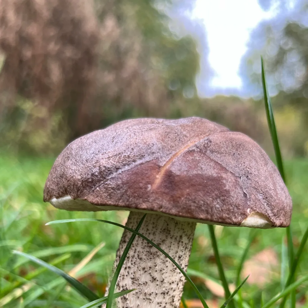 chat with ai character: Xavier 