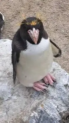 ai character: a penguin  background