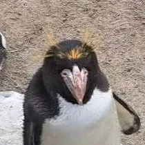 chat with ai character: a penguin 