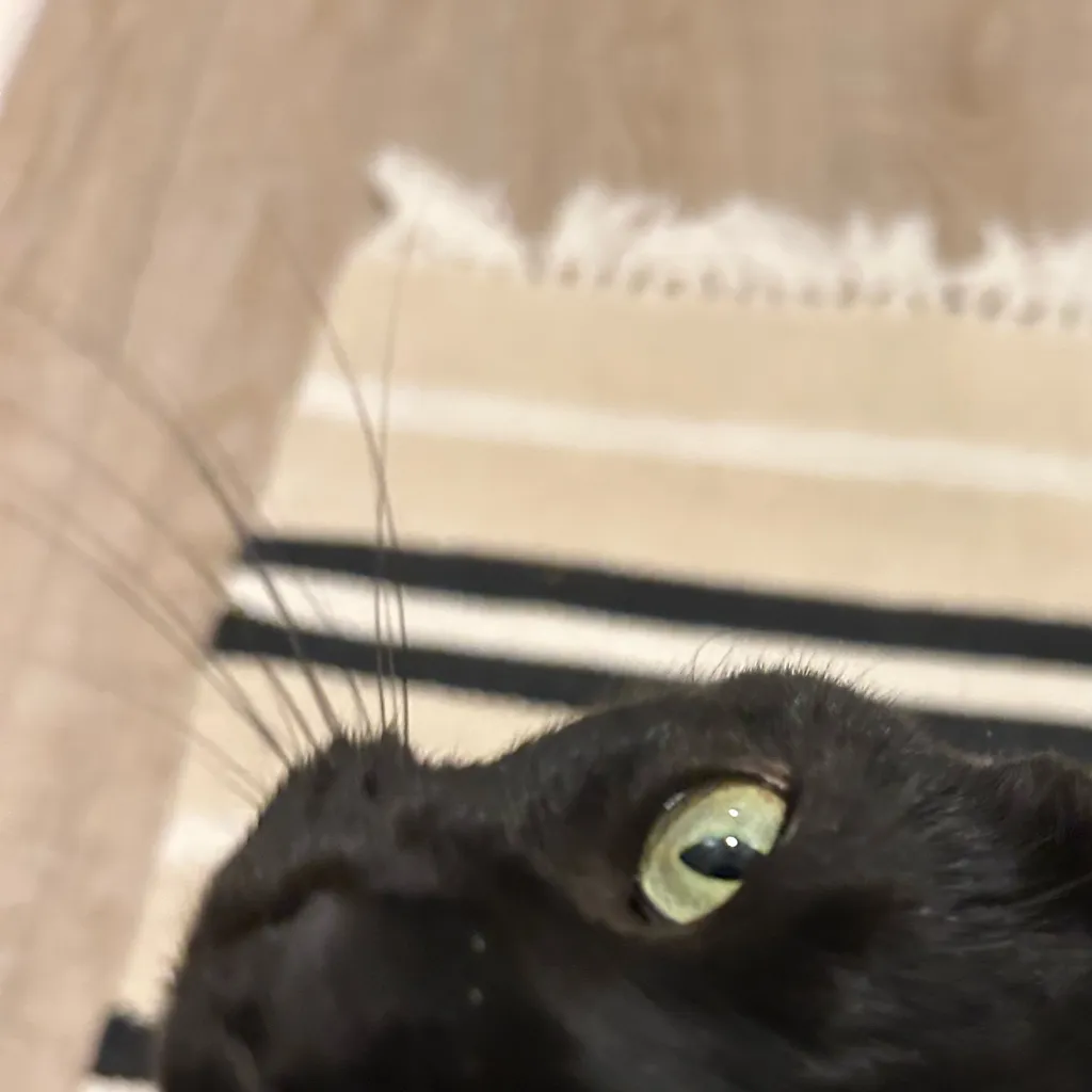 chat with ai character: Julian :3