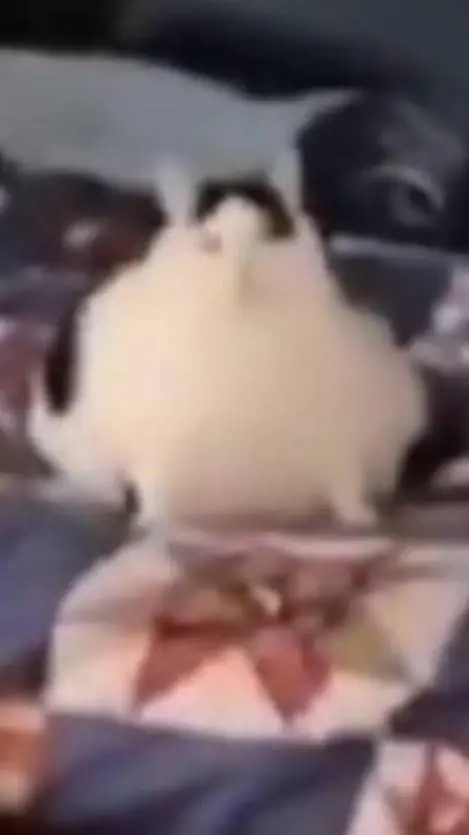 ai character: просто background