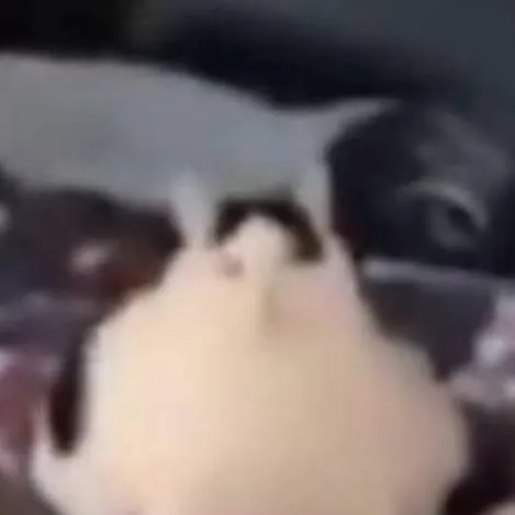 chat with ai character: просто