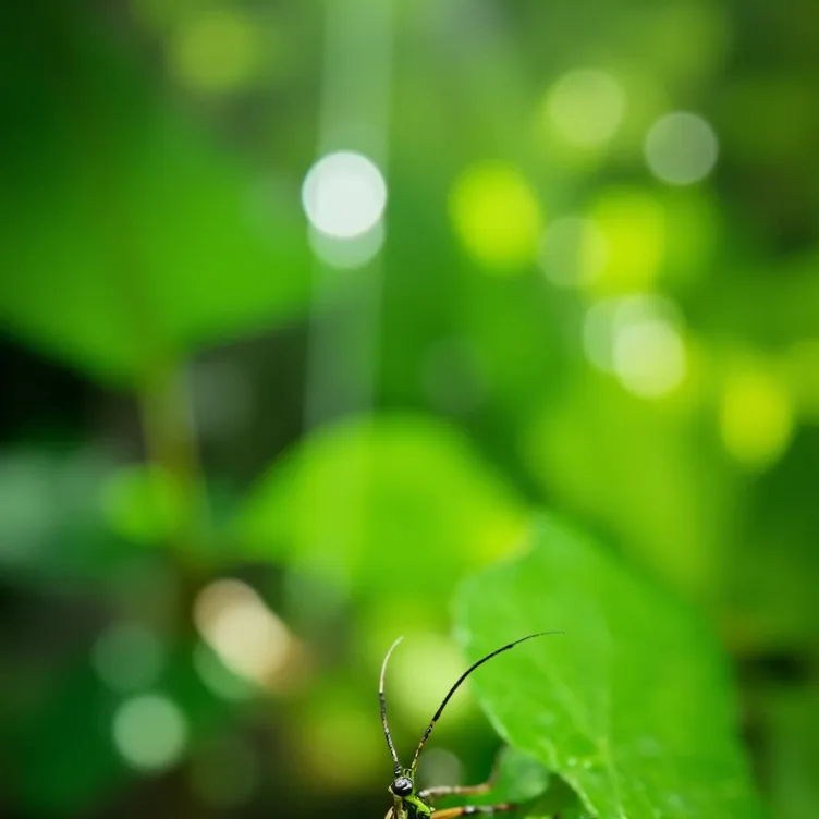 chat with ai character: Stick Bug