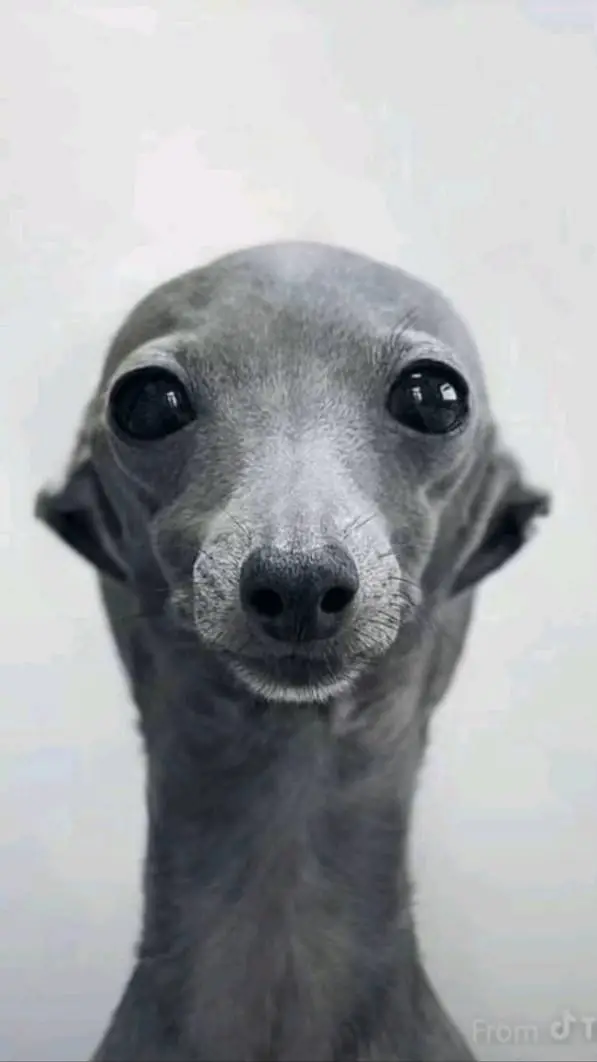 ai character: TALKIE VOTING  background