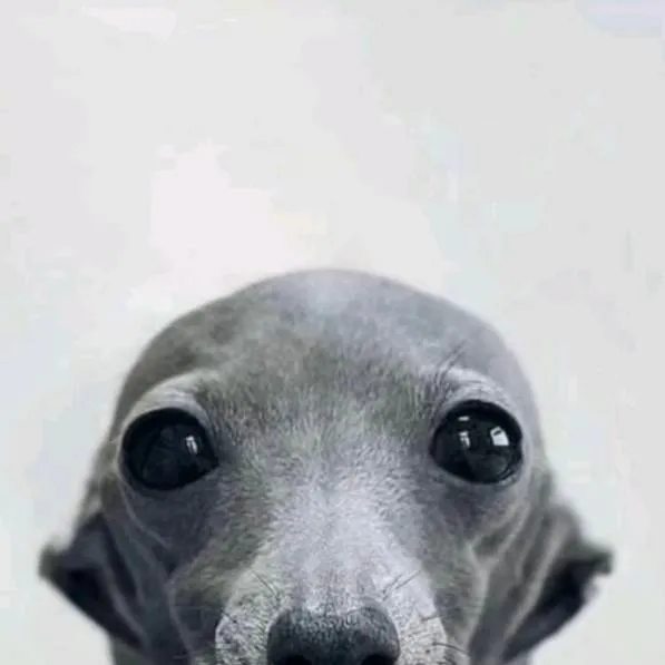 chat with ai character: TALKIE VOTING 