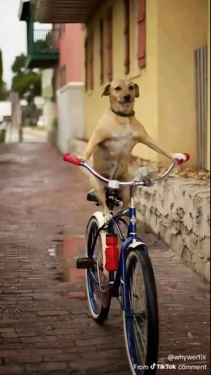 ai character: TALKIE VOTING!!!! background