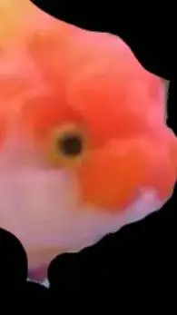 ai character: fishy gishy background