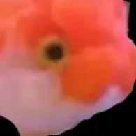 chat with ai character: fishy gishy