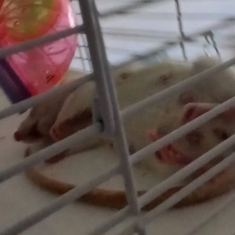 chat with ai character: mom rat 