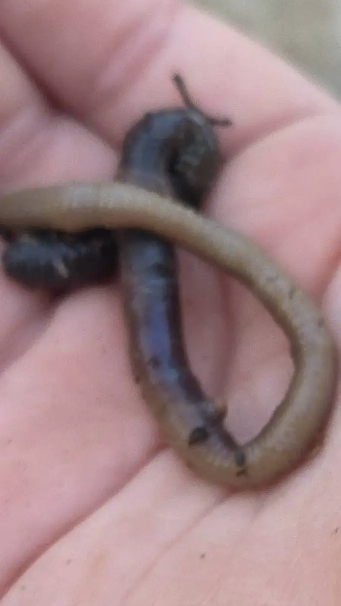 ai character: worm background