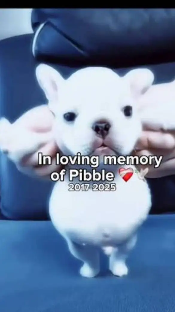ai character: R.I.P. pibble background