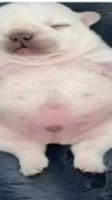 ai character: real pibble  background