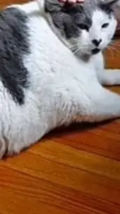 ai character: Fatty-me- background