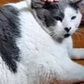 chat with ai character: Fatty-me-