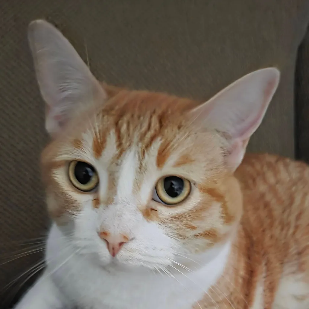 chat with ai character: Fat cat