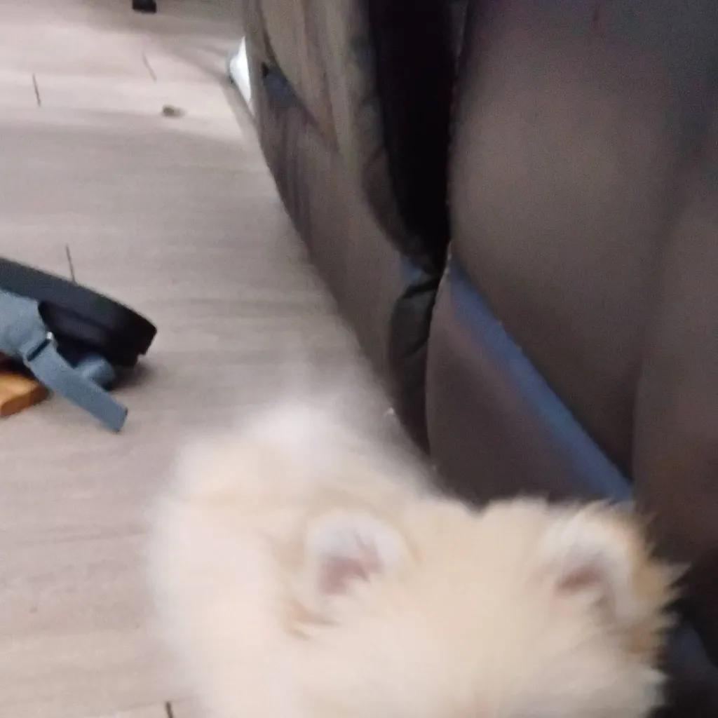 chat with ai character: benji dog 2