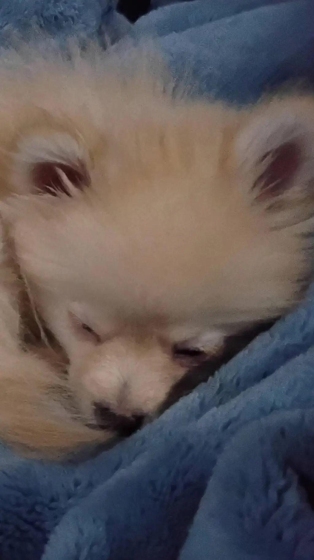 ai character: Benji 4, asleep background