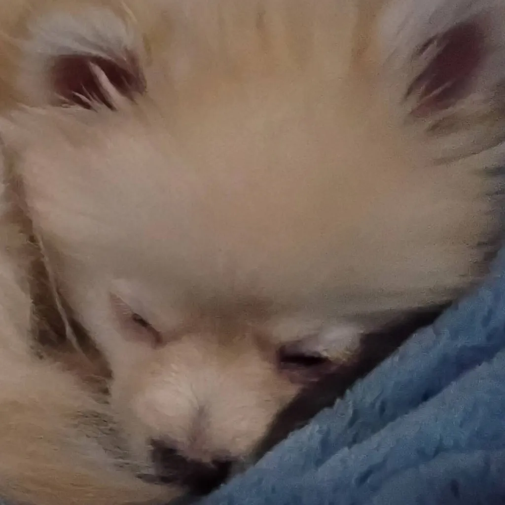 chat with ai character: Benji 4, asleep