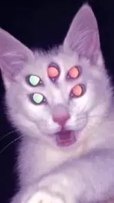 ai character: gato dreamcore  background