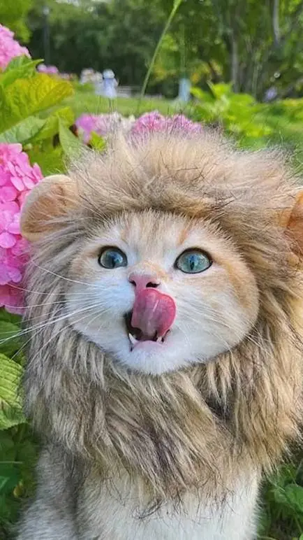 ai character: Lion cat 🦁🐾 background
