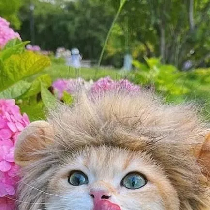 chat with ai character: Lion cat 🦁🐾