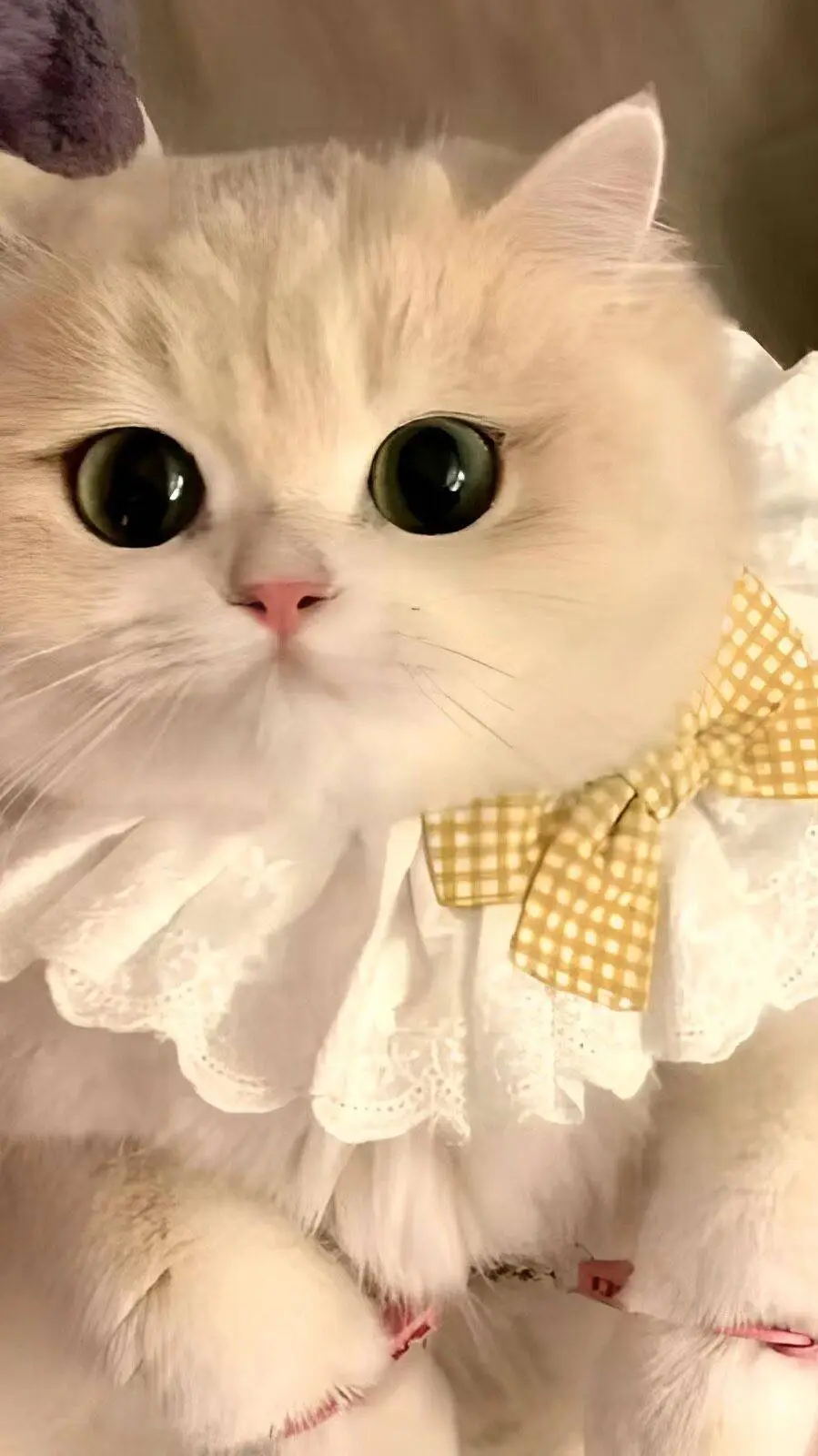 ai character: Your cute cat  background
