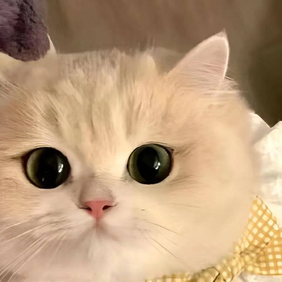 chat with ai character: Your cute cat 