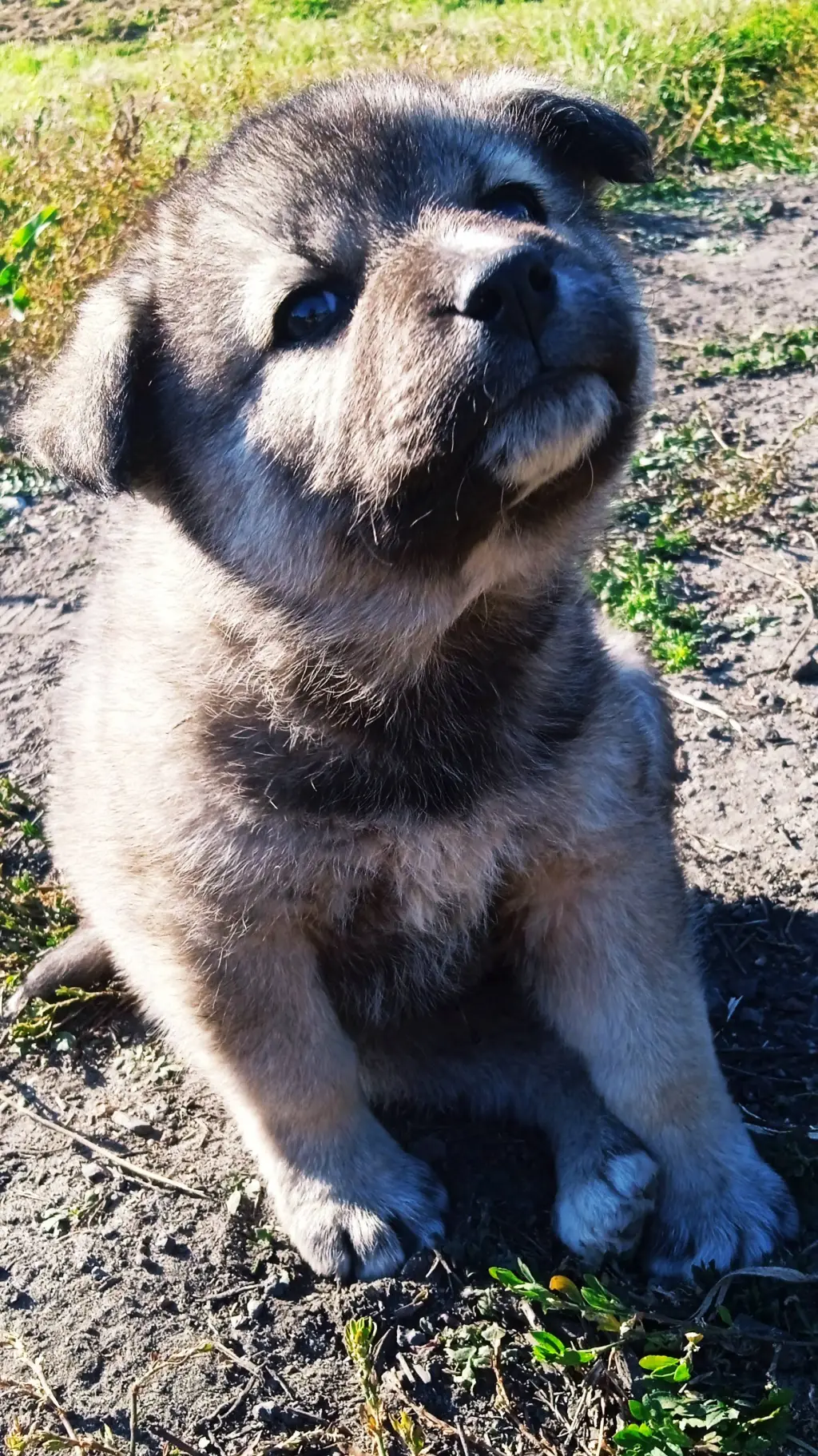 ai character: Рекс background