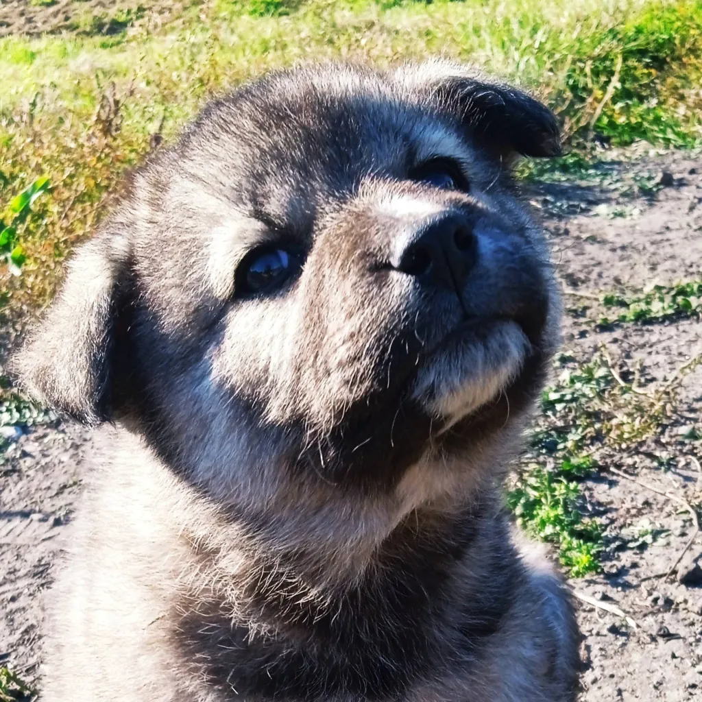 chat with ai character: Рекс