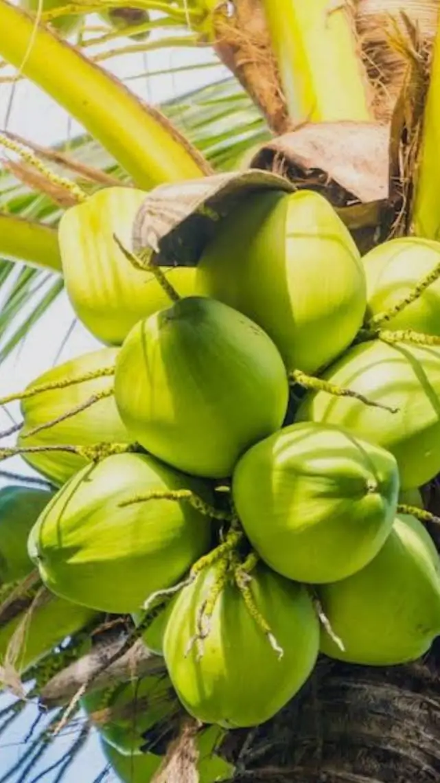 ai character: a talking coconut background