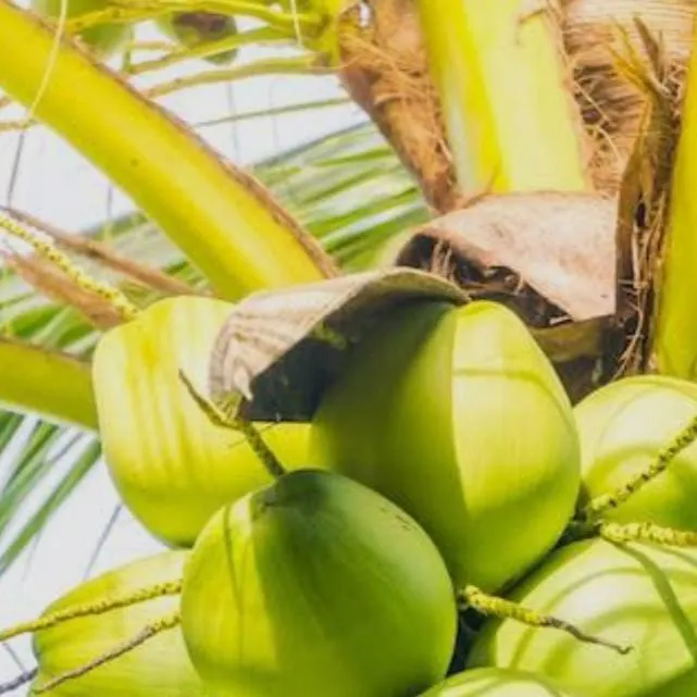 chat with ai character: a talking coconut