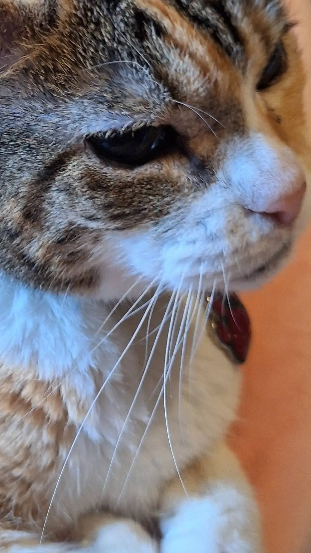 ai character: your a loaf cat background