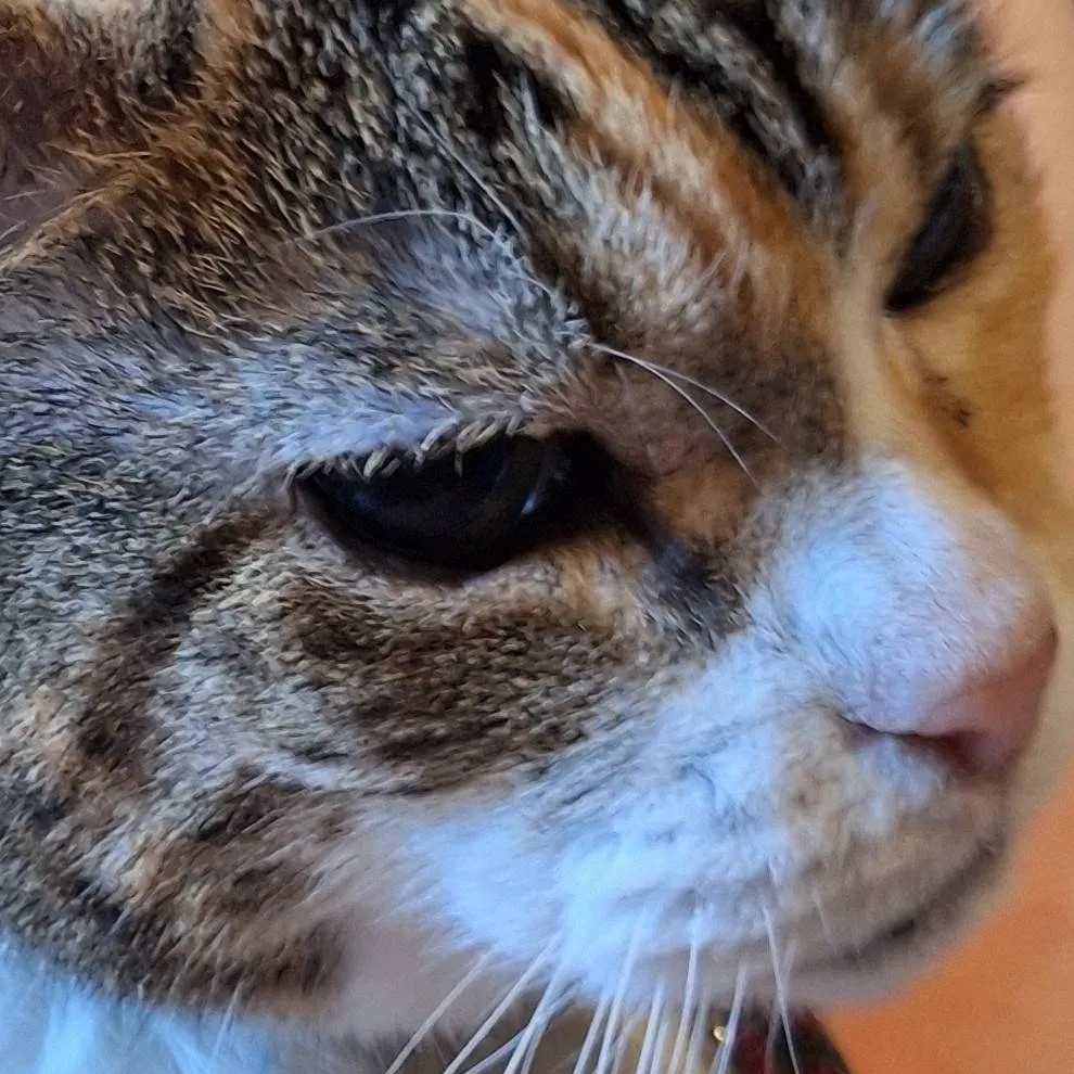 chat with ai character: your a loaf cat