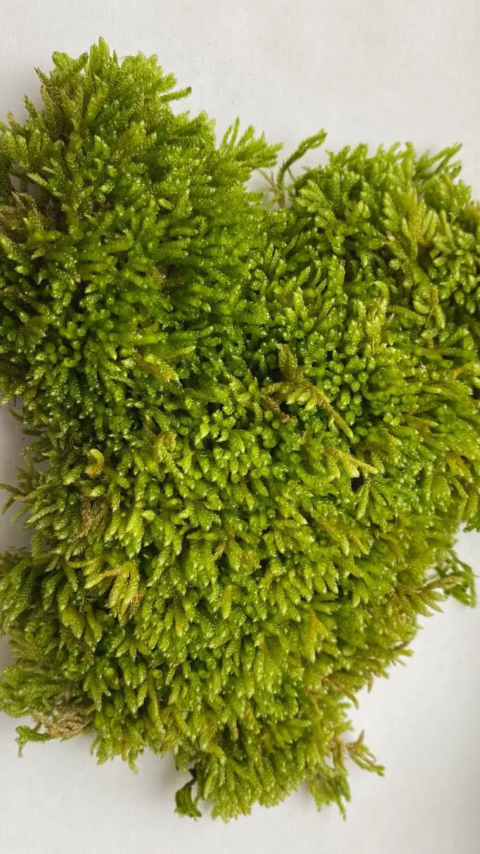 ai character: Moss background