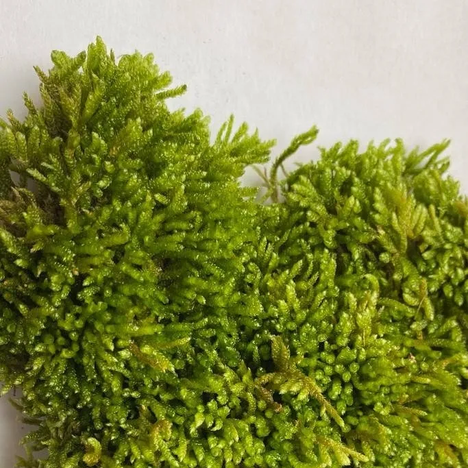 chat with ai character: Moss