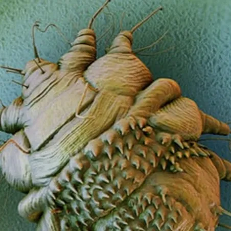 chat with ai character: Parasite