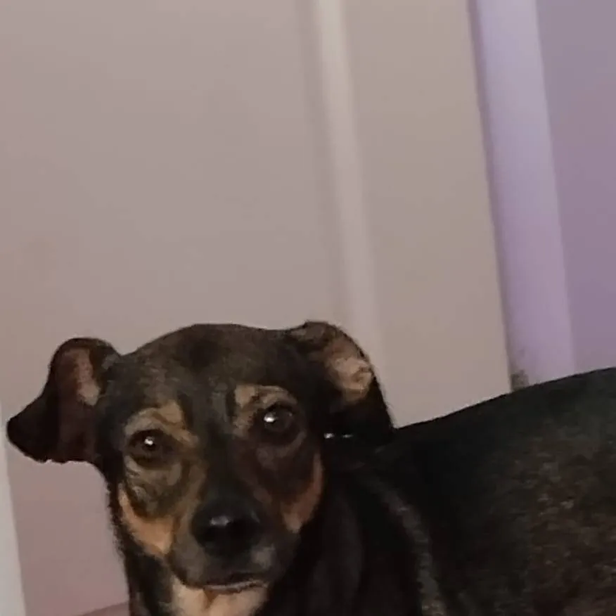 chat with ai character: ~•Belcia♡•~