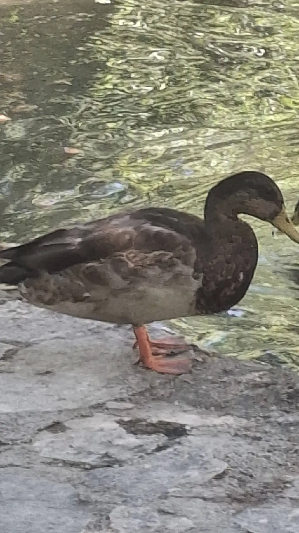 ai character: Duck background