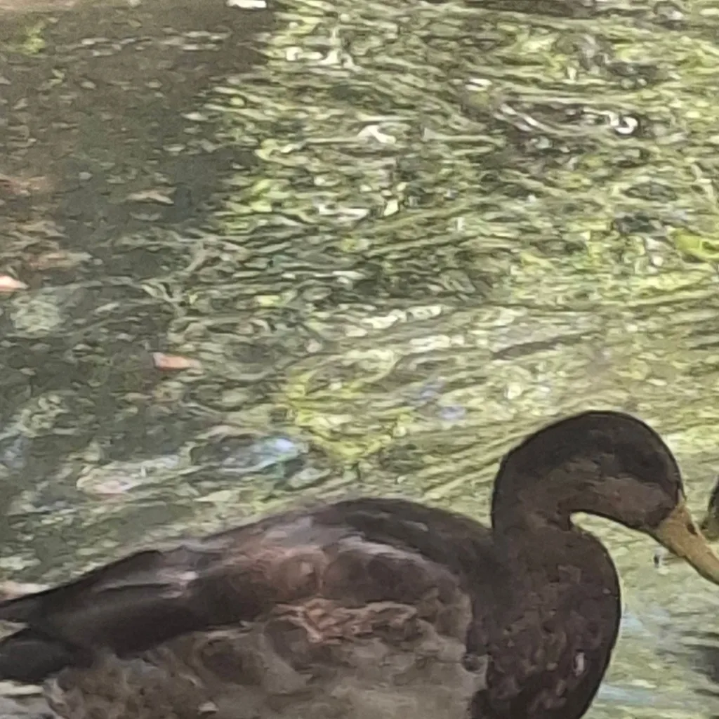 chat with ai character: Duck