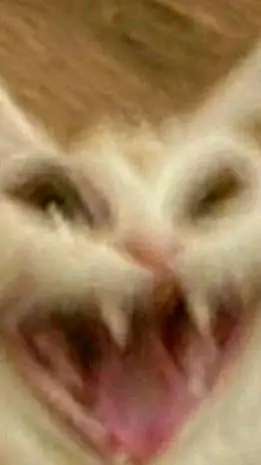 ai character: fs x dw but inflat background